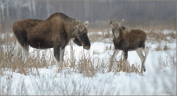 Фауна заповедника Басеги Лось
