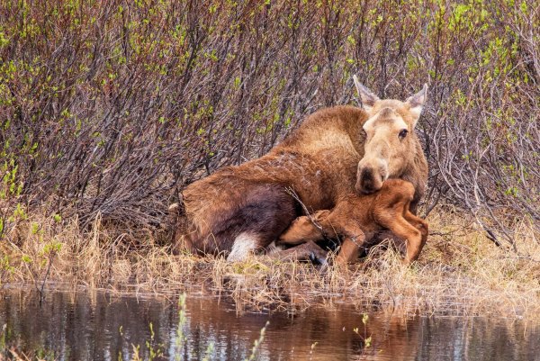 Лосиха с лосенком