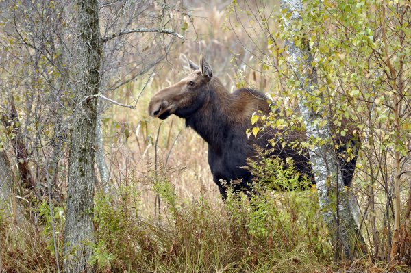 Лось весной