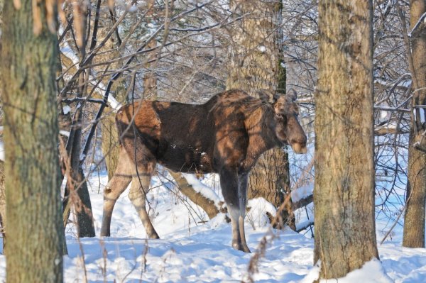 Лось весной