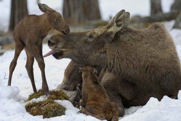 Лосиха с лосенком