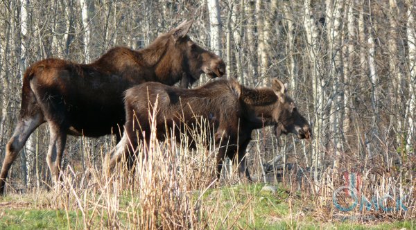 Животный мир Тульской области