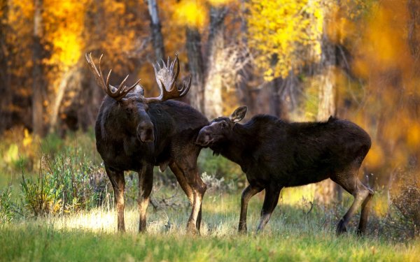 Лось лосиха лосенок