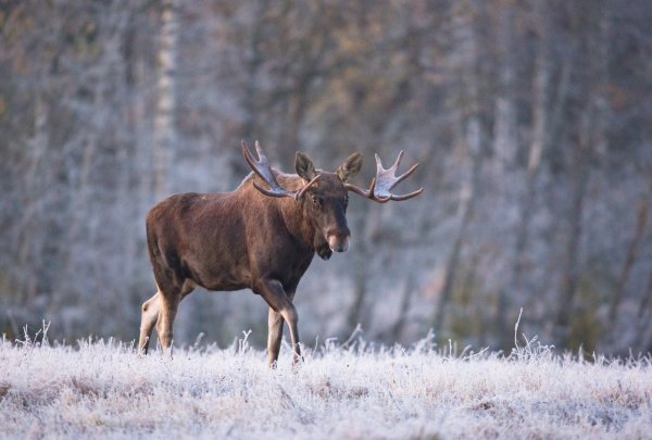 Лось Восточно Сибирский Сохатый
