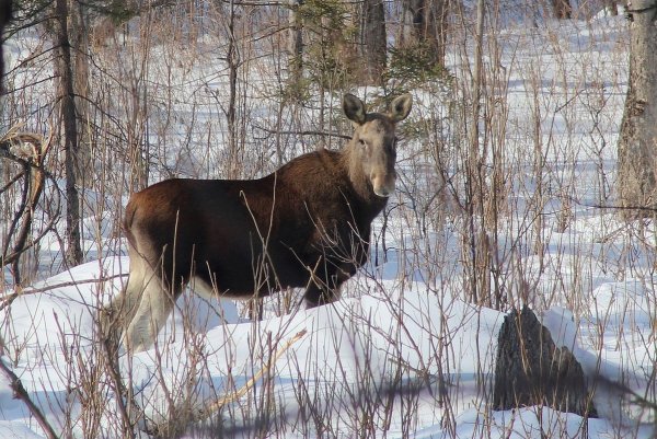 Молодой Лось