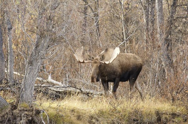 Сибирский Колымский Лось