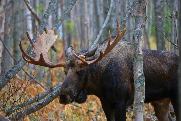 Лось спереди