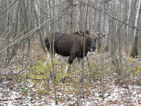 Охота в Тутаевском районе Ярославской области