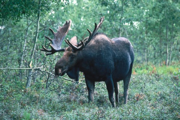 Сохатый Лось