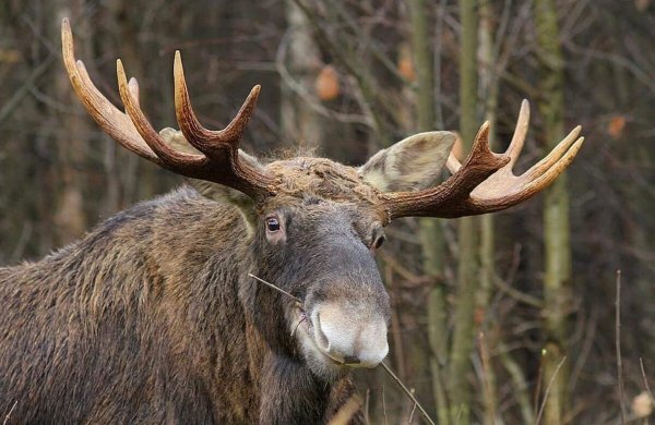 Лоси в Лосином острове
