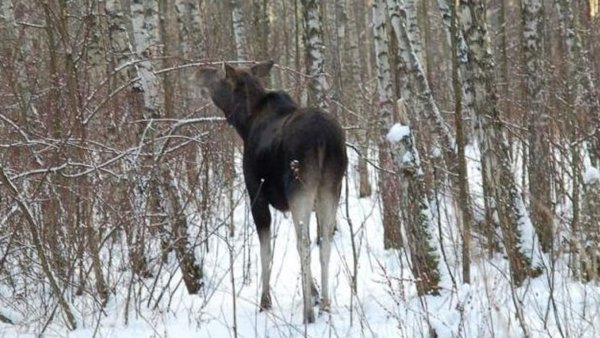 Охота на лося в Ярославской области