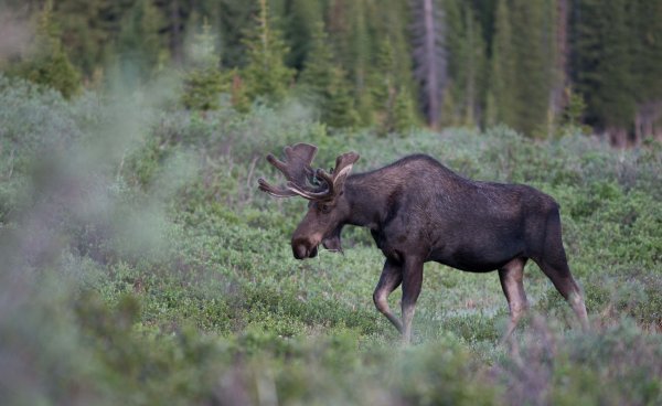 Уссурийский Лось