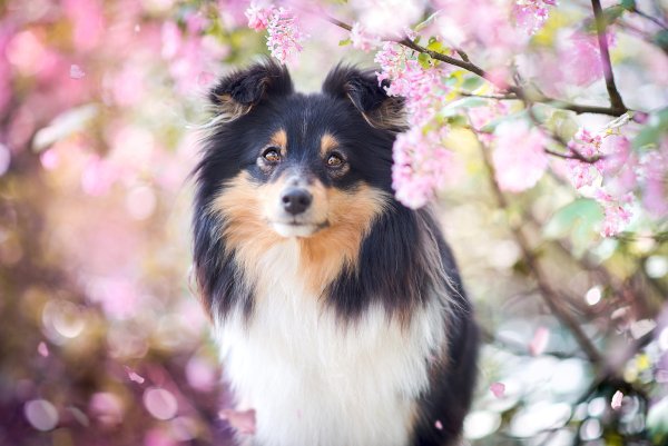 Собака в цветущем саду