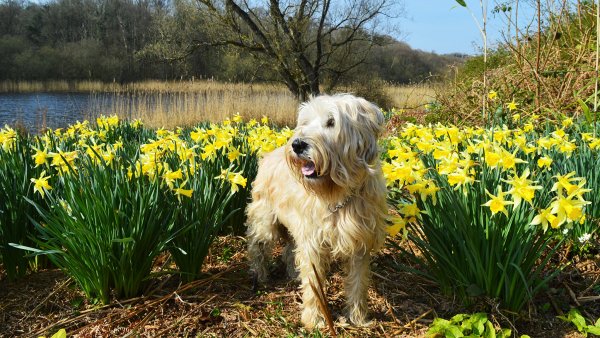 Собачки весенние