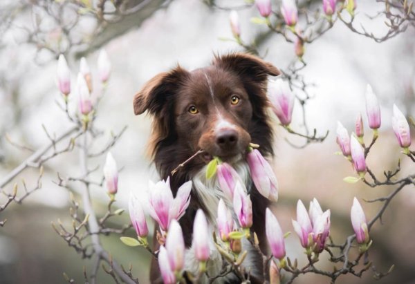 Щенок Весна