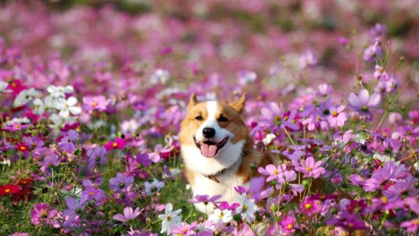 Весенний корги