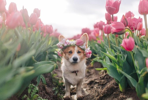 Цветы собачки