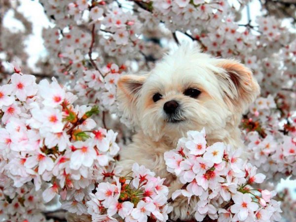 Маленькие собачки в цветах