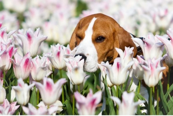 Собачки весенние