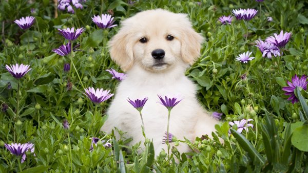 Щенок среди цветов