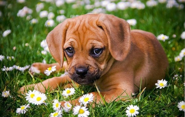 Лето собачки