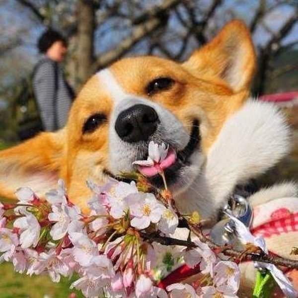 Обои с собаками