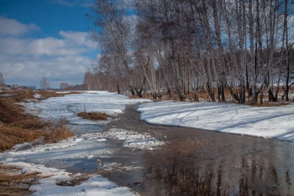 Пролески, подснежники, крокусы