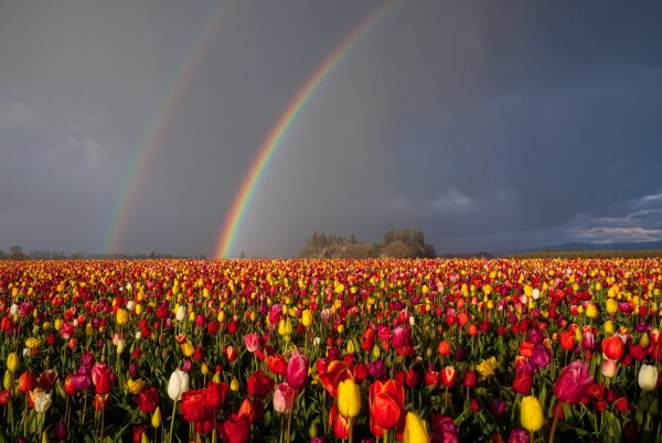 Ярнбомбинг деревья