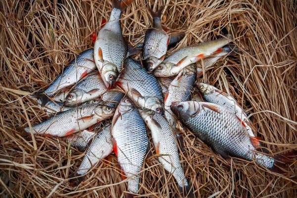 Марьевское водохранилище