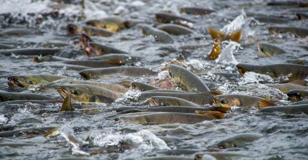 Нерест карпа