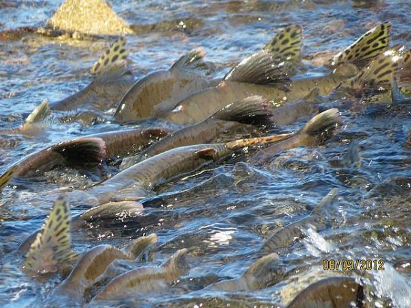 Рыбалка много рыбы