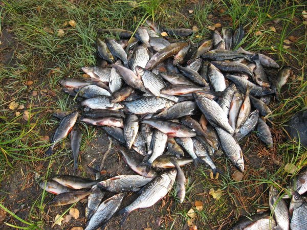 Карась для детей