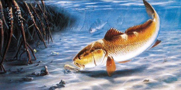 Доброе утро карась