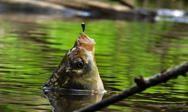 Чебак Дальневосточный