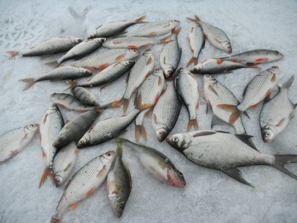 Рыбалка весной