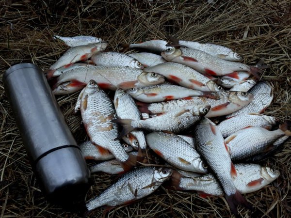 Плотва на маховую удочку