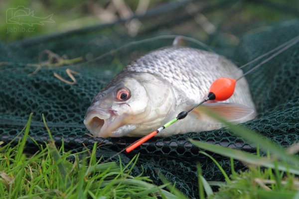 Поклевка щуки