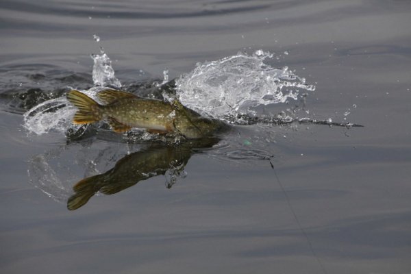 Рыба из реки