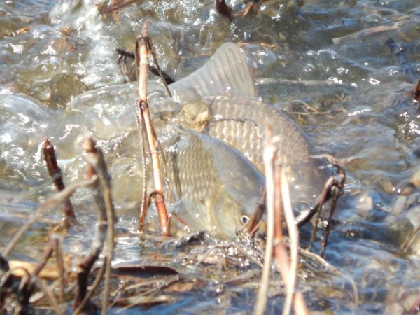 Рыба на крючке