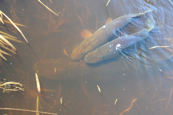 Рыба плавает в реке