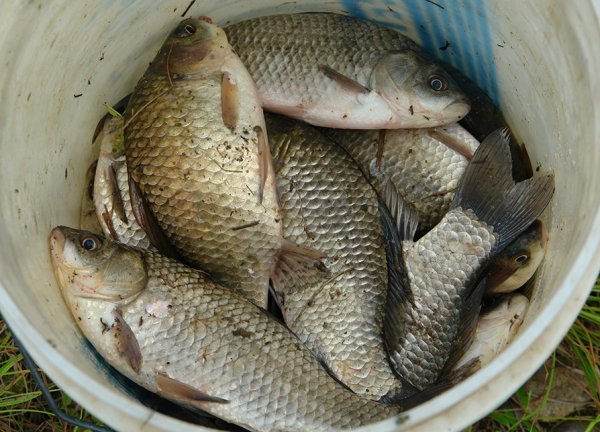 Икромет карпа на прудах