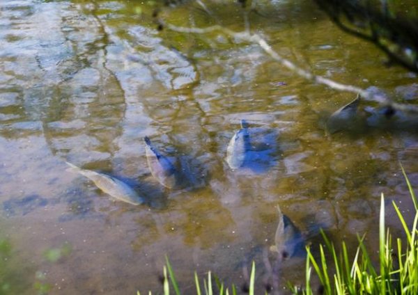 Щука выпрыгивает из воды
