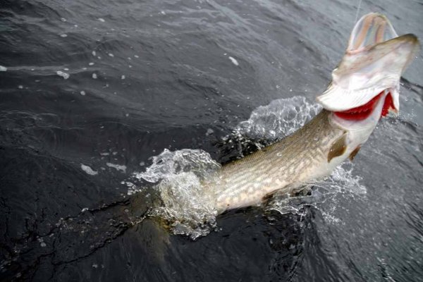 Улов Геншин