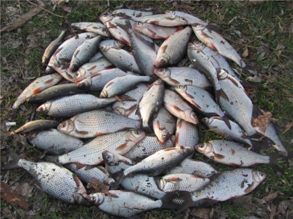 Прудовое рыбоводство карпы