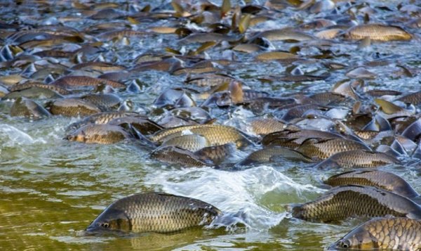 Атлантический лосось нерест