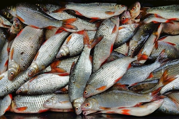 Окунь в марте