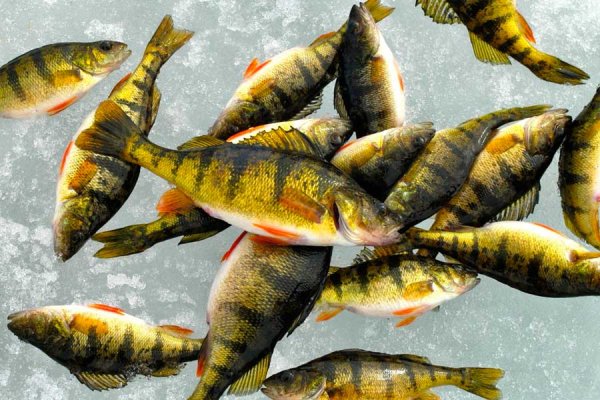 Нерест Речной рыбы