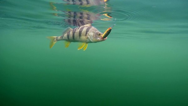 Вываживание карпа