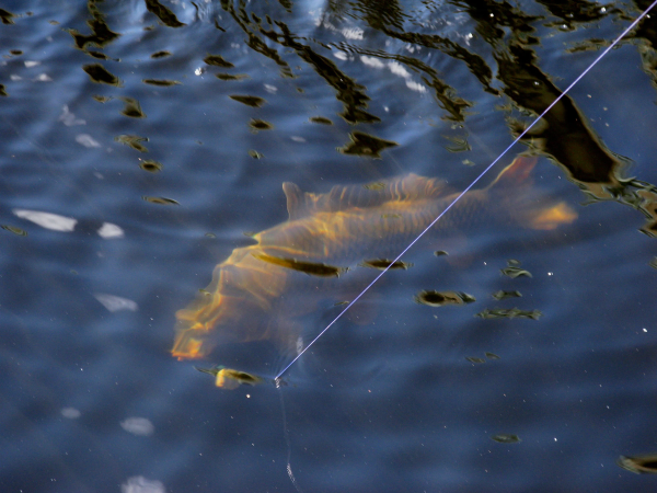 Дэвид Миллер картины рыбы