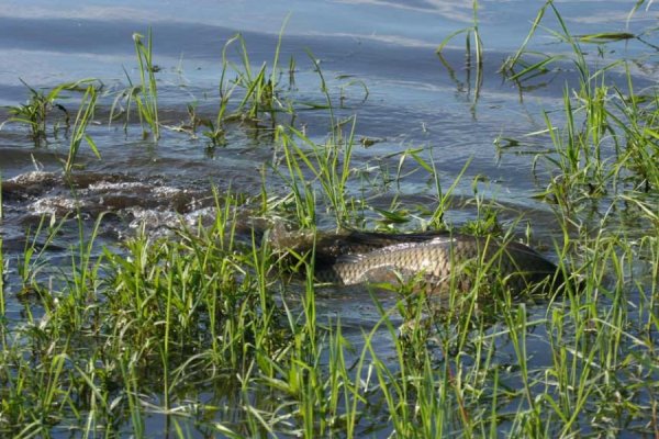 Рыбки в речке